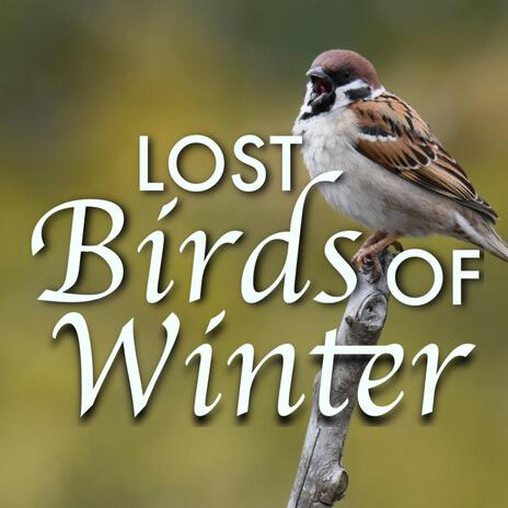 Loat Birds of Winter | Boomplay Music