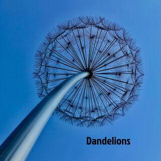 Dandelions