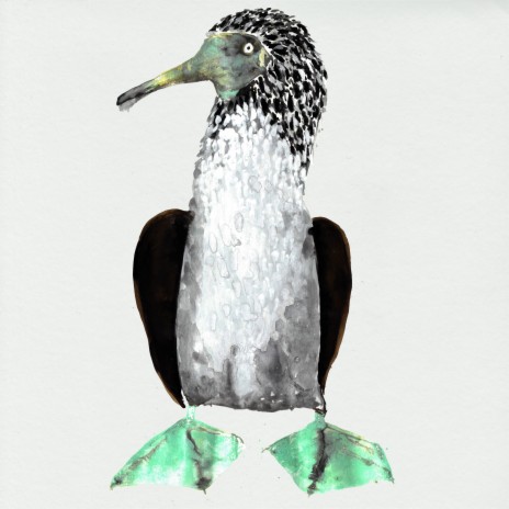 Blue-footed booby | Boomplay Music