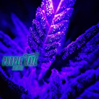 Purple Haze