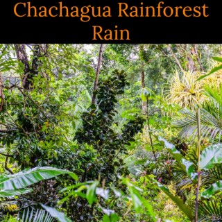 Chachagua Rainforest Rain