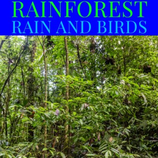 Rainforest Rain and Birds