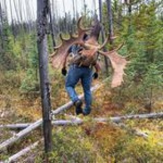 BC Moose and Caribou Ban Tanner Dannish