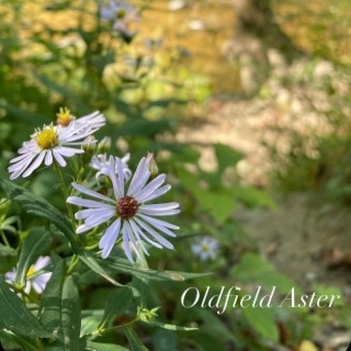 Oldfield Aster