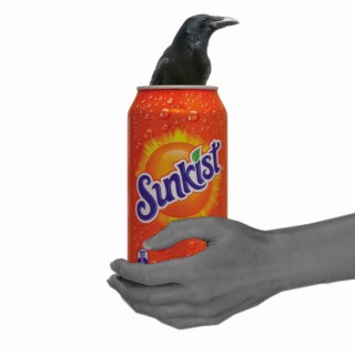 Bird In My Sunkist lyrics | Boomplay Music