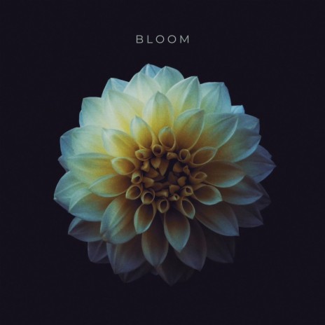 Bloom | Boomplay Music