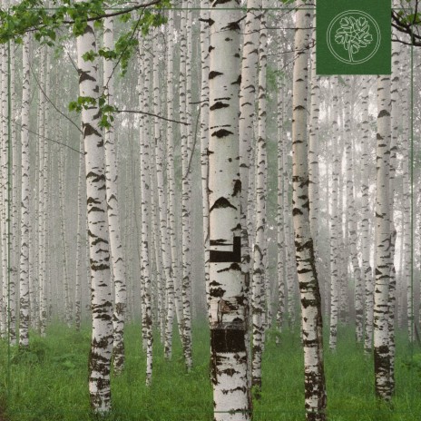 Silver Birch ft. Beats for Trees | Boomplay Music