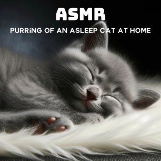 ASMR: Purring of an Asleep Cat at Home