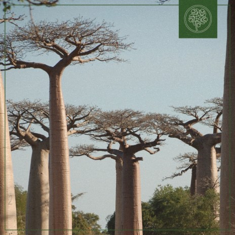 Baobab ft. Beats for Trees | Boomplay Music