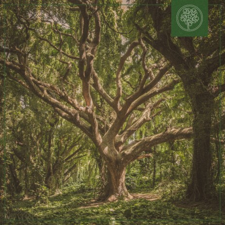 Treeology ft. Beats for Trees | Boomplay Music