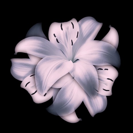 Белые лилии | Boomplay Music