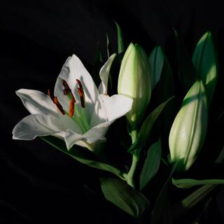 White Lilies