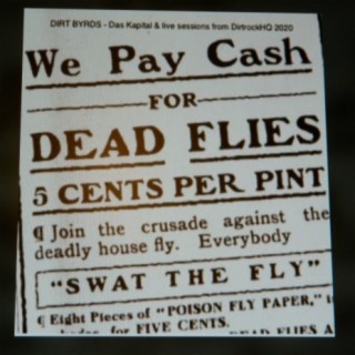 We Pay Cash For Dead Flies (Live)