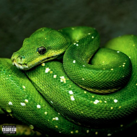 Python ft. Waterboy | Boomplay Music