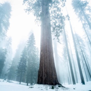 Sequoia