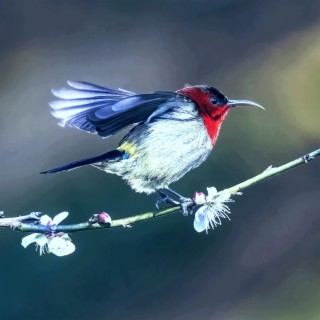 Birds Singing - Music by Soothing Relaxation