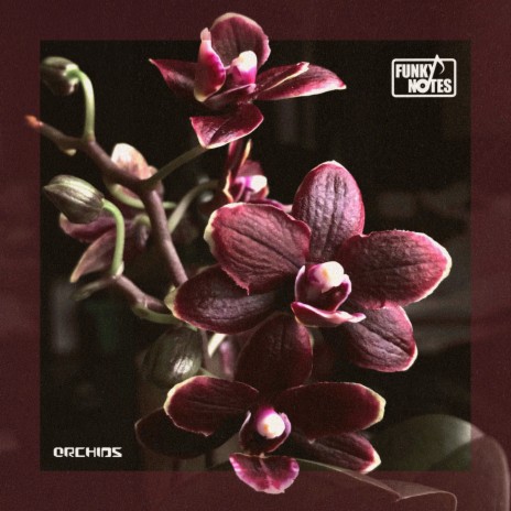 Orchids | Boomplay Music