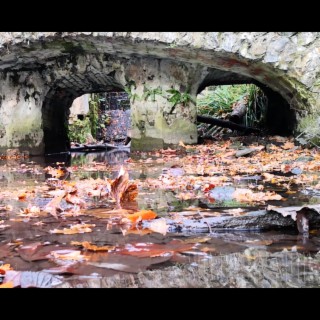 Lady of Shalott