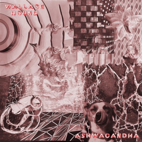 Ashwagandha | Boomplay Music