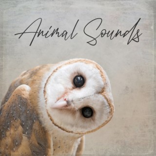 Animal Sounds – Pets, Wildlife And Farm Vibes