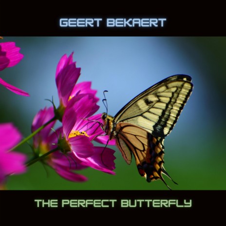 The Perfect Butterfly | Boomplay Music