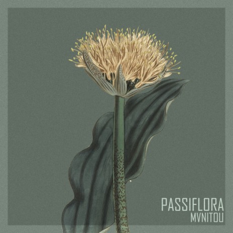 Passiflora | Boomplay Music