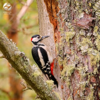 Meditative Birdsong of the Woodland