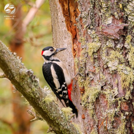 Soothing Woodland Aviary for Study ft. Mother Nature Ambience & Zambezi Sounds