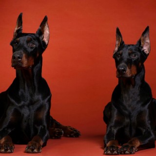 The Dobermans