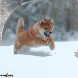 Shiba in Snow