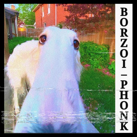 Borzoi, Didn't I do it for you? PHONK
