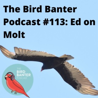 The Bird Banter Podcast #113:  Ed on Molt