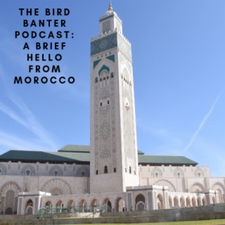 The Bird Banter Podcast: A Brief Hello from Casablanca