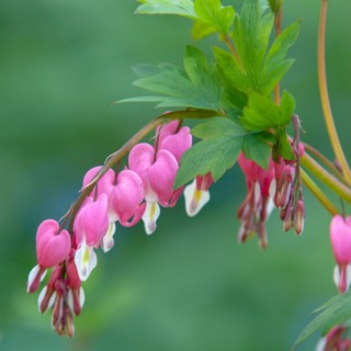 Bleeding Heart