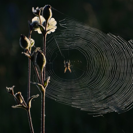 Spider Run | Boomplay Music