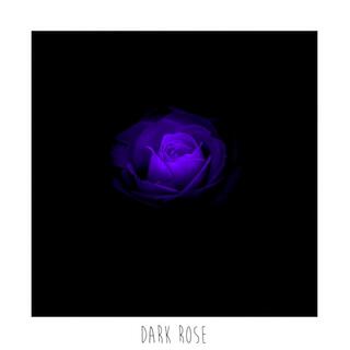 Dark Rose