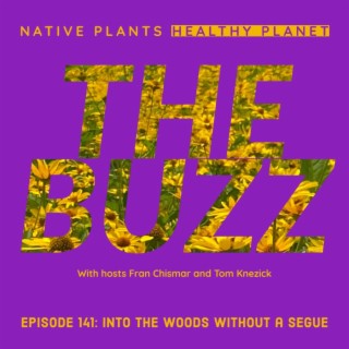 The Buzz - Into The Woods Without A Segue