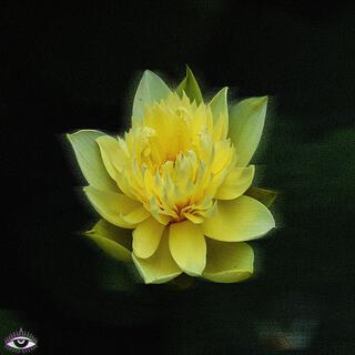 GOLDEN LOTUS