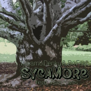 Sycamore