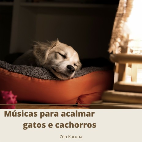 Sons para seu gato dormir | Boomplay Music