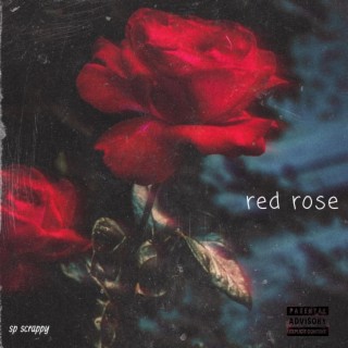 Red rose