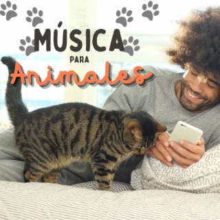 Música para Animales: Una Atmósfera Tranquila para Mascotas Felices