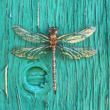 Dragonflies | Boomplay Music