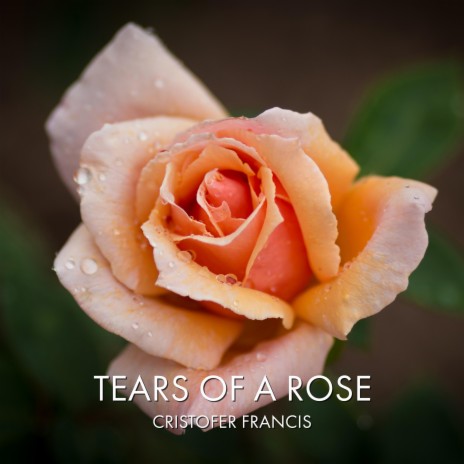 Tears of a Rose | Boomplay Music