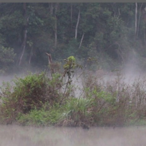 Spring Peeper Marsh | Boomplay Music