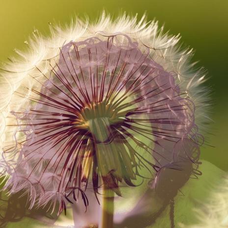 Dandelion Head ft. Mahina Rising | Boomplay Music