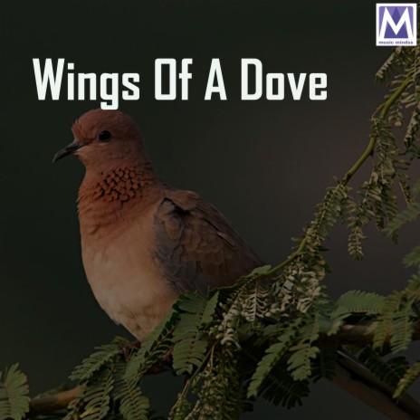 On The Wings Of A Dove