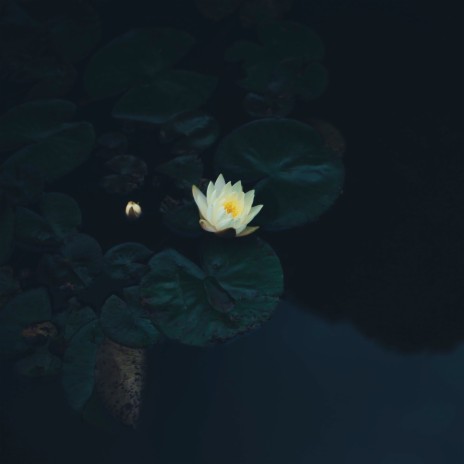 Midnight Flower