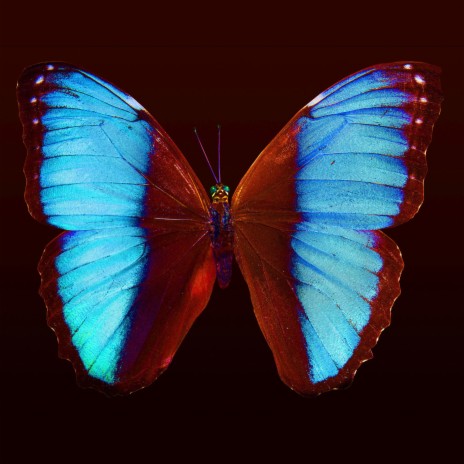 Butterflies | Boomplay Music