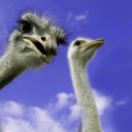 Ostrich | Boomplay Music